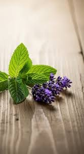 Fresh mint and lavender on weathered wood